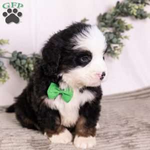 Baxter, Bernedoodle Puppy